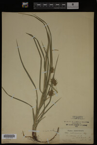 Carex intumescens image