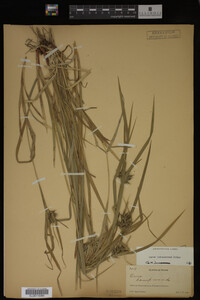 Carex intumescens image
