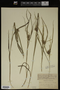 Carex intumescens image