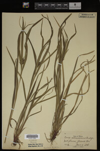 Carex intumescens image