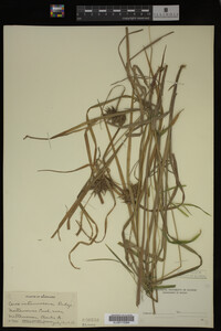 Carex intumescens image