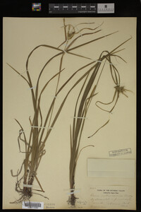 Carex intumescens image