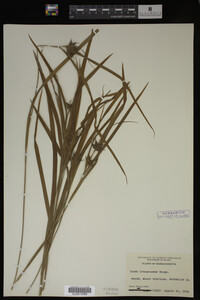 Carex intumescens image