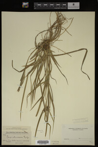 Carex intumescens image