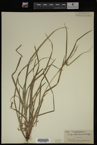 Carex intumescens image