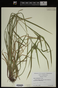 Carex intumescens image