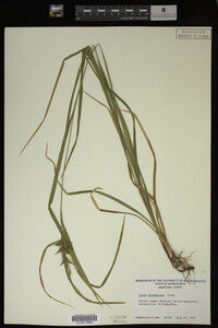 Carex intumescens image