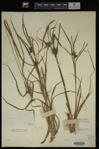 Carex intumescens image