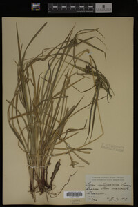 Carex intumescens image