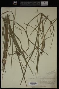 Carex intumescens image
