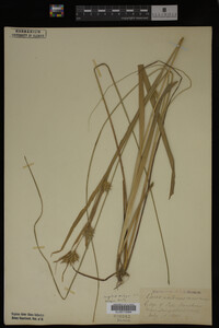Carex intumescens image