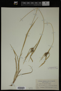 Carex intumescens image