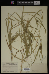 Carex intumescens image