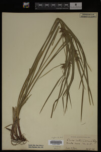 Carex intumescens image