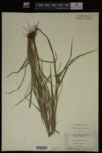 Carex intumescens image