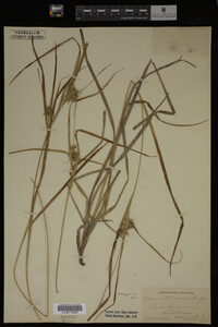 Carex intumescens image