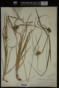 Carex intumescens image
