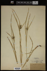Carex intumescens image