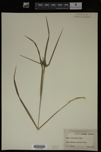 Carex intumescens image