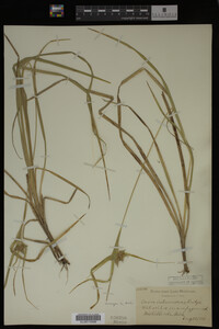 Carex intumescens image