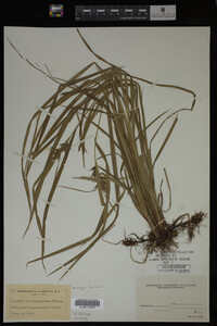 Carex intumescens image