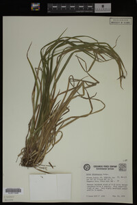 Carex intumescens image