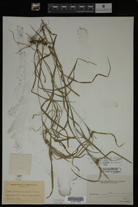 Carex intumescens image