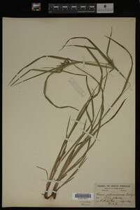 Carex intumescens image