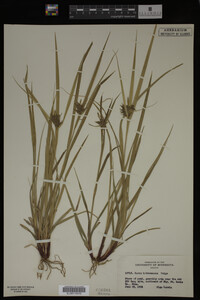 Carex intumescens image