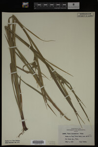 Carex intumescens image