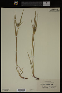 Carex intumescens image