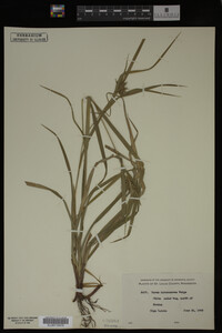 Carex intumescens image