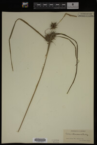 Carex intumescens image