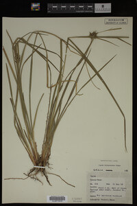 Carex intumescens image