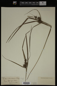 Carex intumescens image