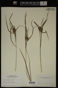 Carex intumescens image