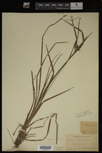 Carex intumescens image