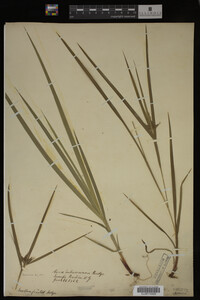 Carex intumescens image