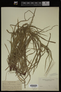 Carex intumescens image