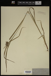 Carex intumescens image