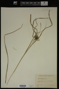 Carex intumescens image
