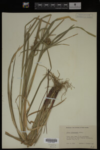 Carex intumescens image