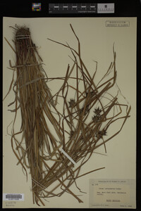 Carex intumescens image