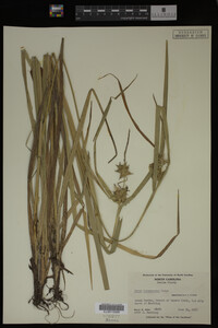 Carex intumescens image