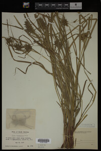 Carex intumescens image