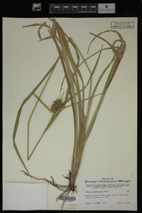 Carex intumescens image