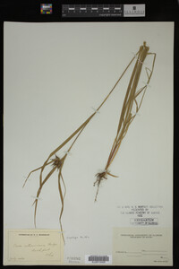 Carex intumescens image