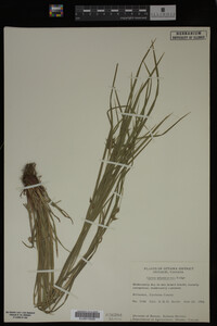 Carex intumescens image