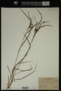 Carex intumescens image