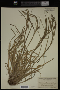 Carex intumescens image